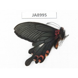 Papilio boots ssp. China,  W of Sichuan, Ganzi, Mt.Gonggashan. 1M. JA8995.