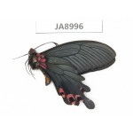 Papilio boots ssp. China,  W of Sichuan, Ganzi, Mt.Gonggashan. 1M. JA8996.