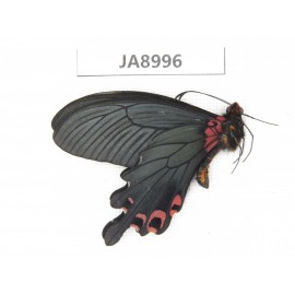 Papilio boots ssp. China,  W of Sichuan, Ganzi, Mt.Gonggashan. 1M. JA8996.