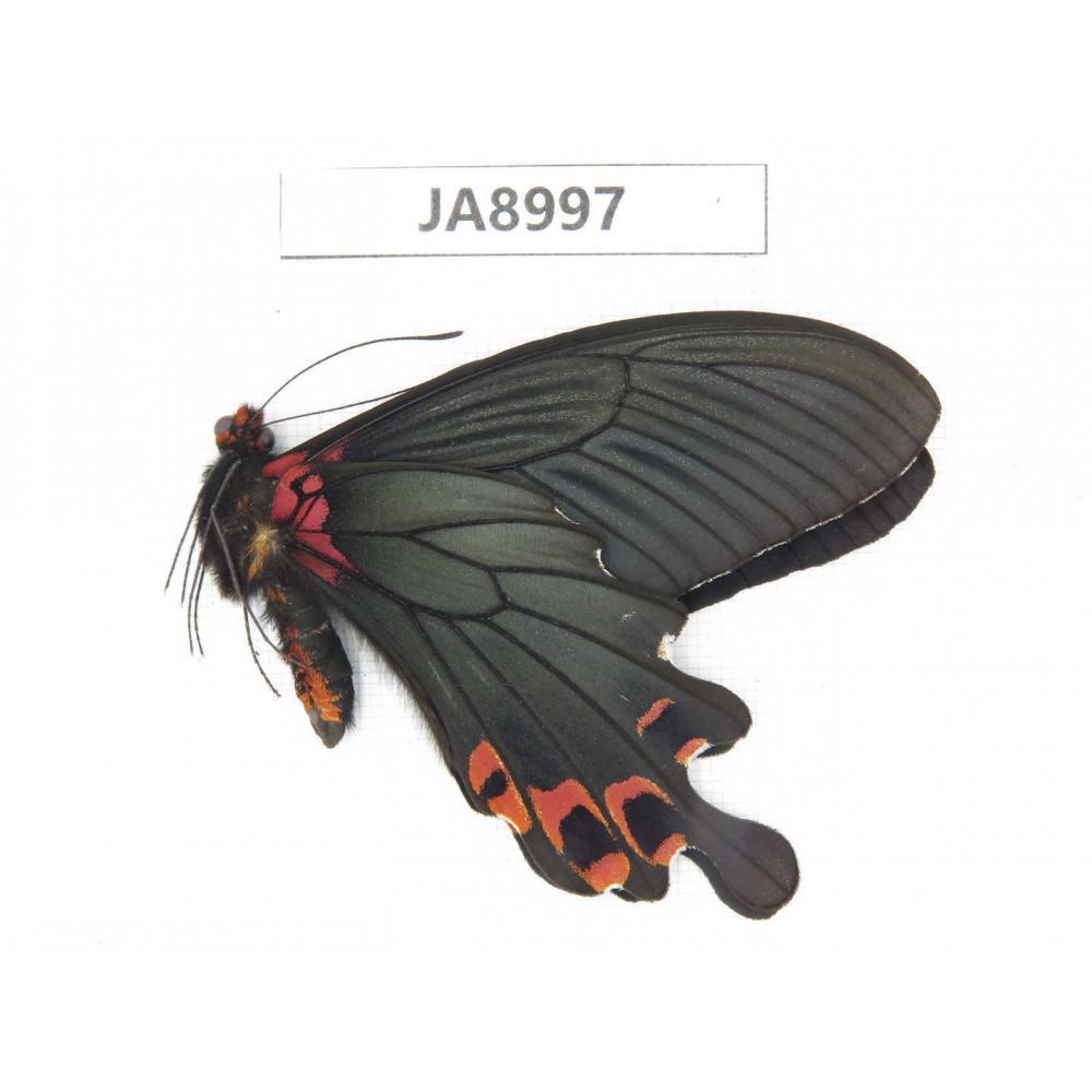 Papilio boots ssp. China,  W of Sichuan, Ganzi, Mt.Gonggashan. 1M. JA8997.