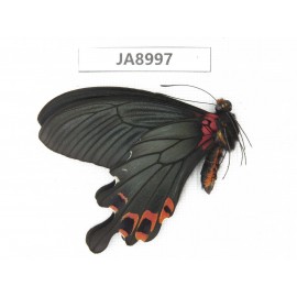 Papilio boots ssp. China,  W of Sichuan, Ganzi, Mt.Gonggashan. 1M. JA8997.