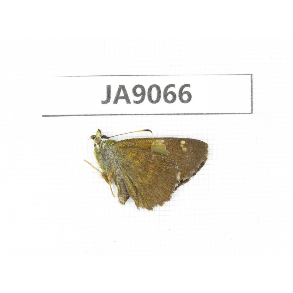 Pseudocoladenia dan. China, Yunnan, Dali, Fengyi town. 1M. JA9066.