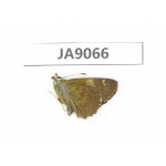 Pseudocoladenia dan. China, Yunnan, Dali, Fengyi town. 1M. JA9066.