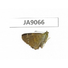 Pseudocoladenia dan. China, Yunnan, Dali, Fengyi town. 1M. JA9066.