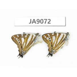 Dodona eugenes. China, Yunnan, Dali area, Fengyi town. 1M. JA9072.