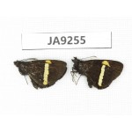 Barca bicolor. China, Yunnan, Xiangerila, S of Weixi county. 2M. JA9255.