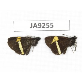 Barca bicolor. China, Yunnan, Xiangerila, S of Weixi county. 2M. JA9255.