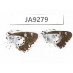 Daimio tethys. China, Sichuan, Ganzi, South slope of Mt.Gonggashan. 2M. JA9279.