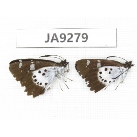 Daimio tethys. China, Sichuan, Ganzi, South slope of Mt.Gonggashan. 2M. JA9279.