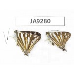Dodona eugenes. China, Sichuan, Ganzi, South slope of Mt.Gonggashan. 2M. JA9280.