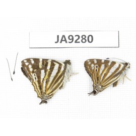 Dodona eugenes. China, Sichuan, Ganzi, South slope of Mt.Gonggashan. 2M. JA9280.