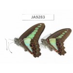 Graphium sarpedon ssp. China, Sichuan, Ganzi, S slope of Mt.Gonggashan. 2M. JA9283.