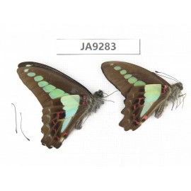 Graphium sarpedon ssp. China, Sichuan, Ganzi, S slope of Mt.Gonggashan. 2M. JA9283.
