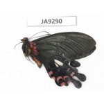 Papilio boots ssp. China,  W of Sichuan, Ganzi area, South slope of Mt.Gonggashan. 1M. JA9290.