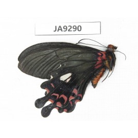 Papilio boots ssp. China,  W of Sichuan, Ganzi area, South slope of Mt.Gonggashan. 1M. JA9290.