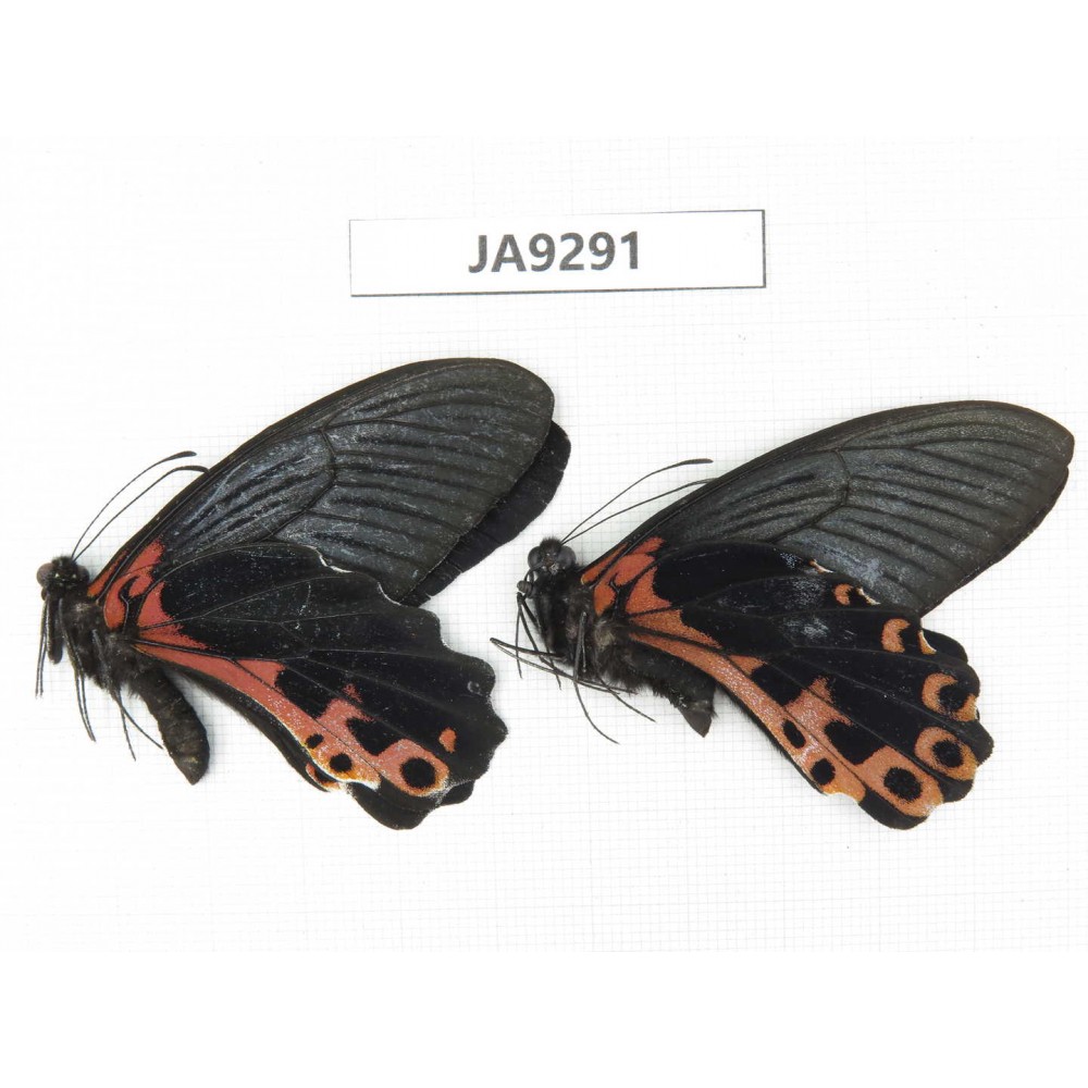 Papilio alcmenor ssp. China,  W of Sichuan, Ganzi area, South slope of Mt.Gonggashan. 2M. JA9291.
