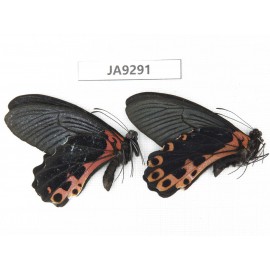 Papilio alcmenor ssp. China,  W of Sichuan, Ganzi area, South slope of Mt.Gonggashan. 2M. JA9291.