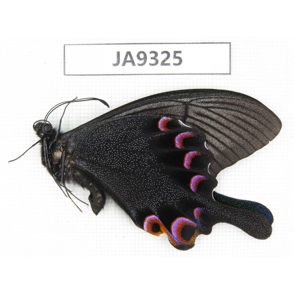 Papilio arcturus ssp. China,  W of Sichuan, Ganzi area, Mt. Gonggashan. 1M. JA9325.