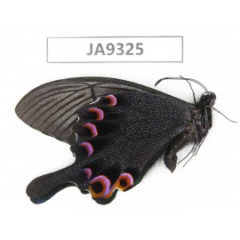 Papilio arcturus ssp. China,  W of Sichuan, Ganzi area, Mt. Gonggashan. 1M. JA9325.