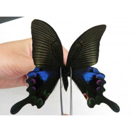 Papilio arcturus ssp. China,  W of Sichuan, Ganzi area, Mt. Gonggashan. 1M. JA9325.