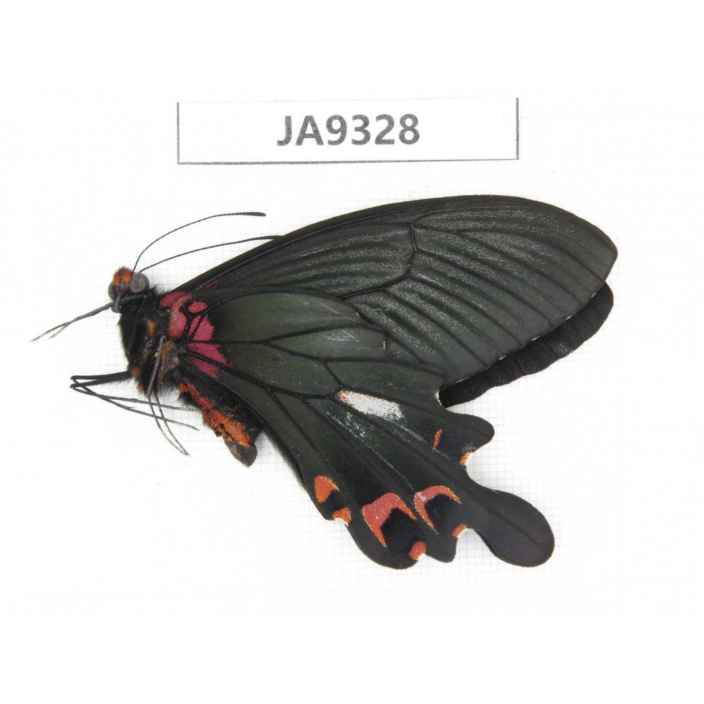 Papilio boots ssp. China,  W of Sichuan, Ganzi area, Mt. Gonggashan. 1M. JA9328.