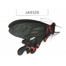 Papilio boots ssp. China,  W of Sichuan, Ganzi area, Mt. Gonggashan. 1M. JA9328.