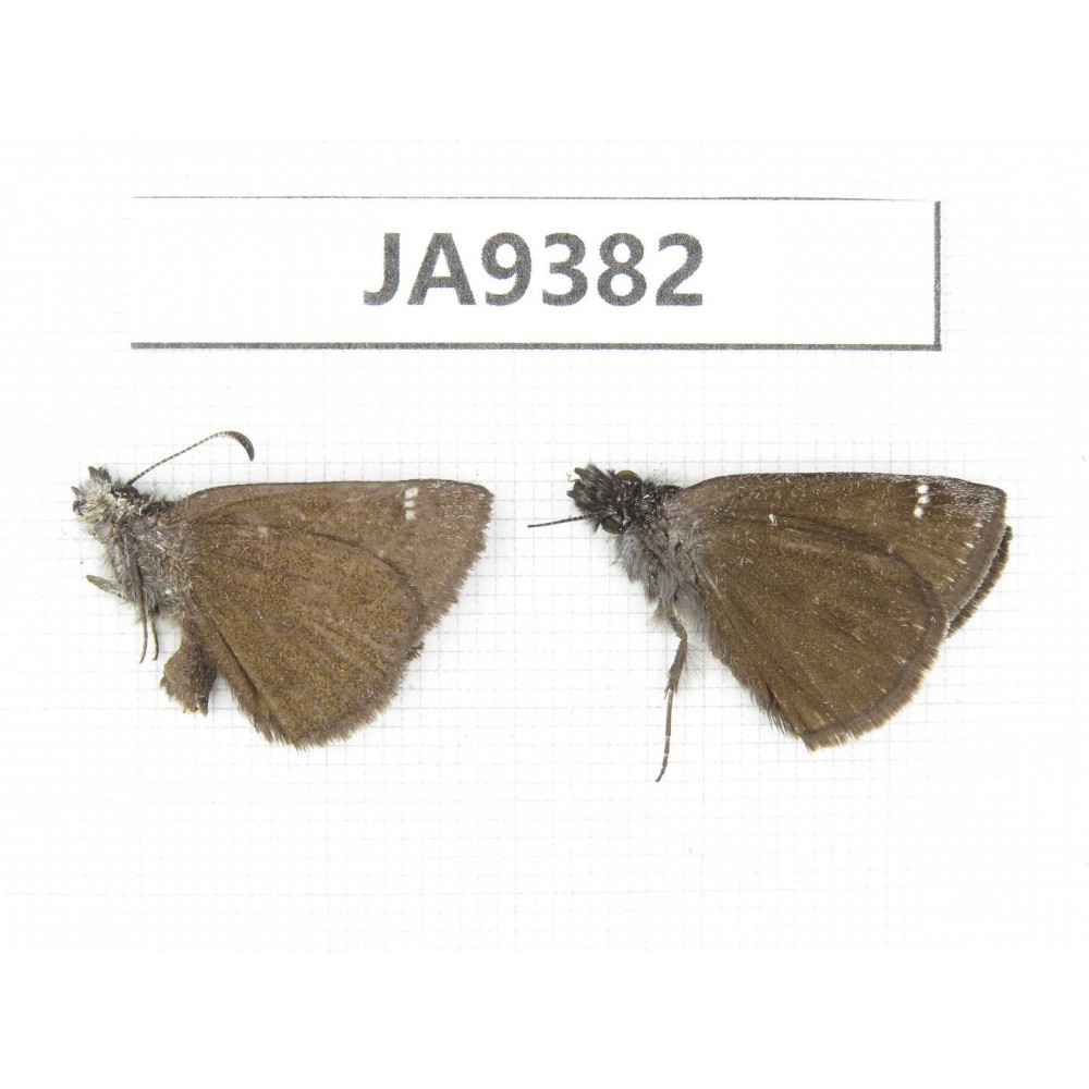 Erynnis pelias. China, Tibet, Qamdo area, Gongjue county. 2M. JA9382.