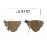 Erynnis pelias. China, Tibet, Qamdo area, Gongjue county. 2M. JA9382.