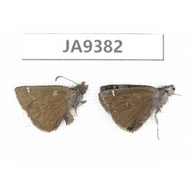 Erynnis pelias. China, Tibet, Qamdo area, Gongjue county. 2M. JA9382.