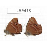 Abisara echerius. China, Guangxi, Baise, Pingguo county. 2M. JA9418.