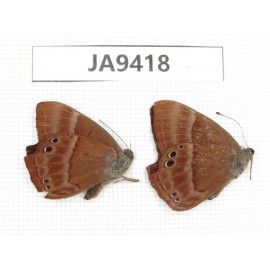 Abisara echerius. China, Guangxi, Baise, Pingguo county. 2M. JA9418.