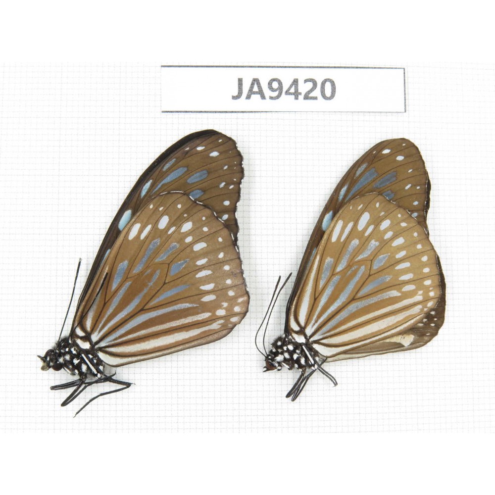 Ideopsis sp. China, Guangxi, Baise area, Pingguo county. 1P. JA9420.