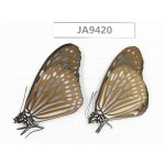 Ideopsis sp. China, Guangxi, Baise area, Pingguo county. 1P. JA9420.