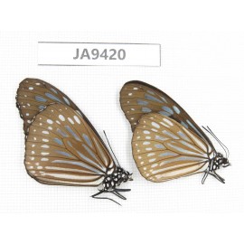 Ideopsis sp. China, Guangxi, Baise area, Pingguo county. 1P. JA9420.