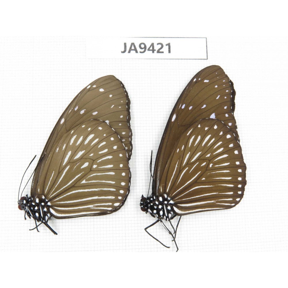 Euploea mulciber. China, Guangxi, Baise area, Pingguo county. 2F. JA9421.