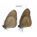 Euploea mulciber. China, Guangxi, Baise area, Pingguo county. 2F. JA9421.