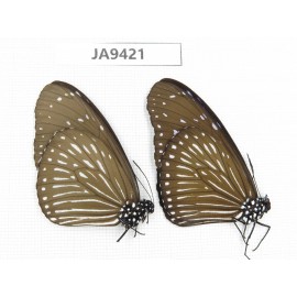 Euploea mulciber. China, Guangxi, Baise area, Pingguo county. 2F. JA9421.