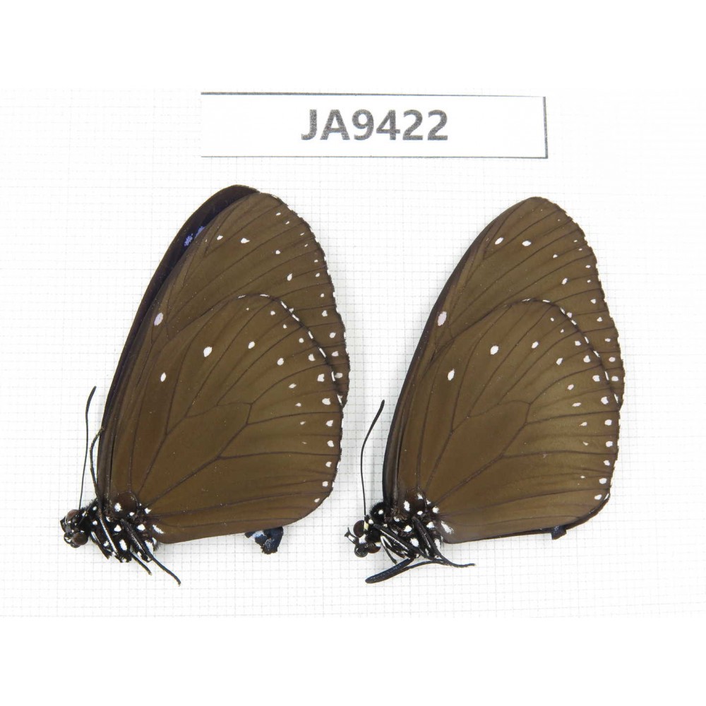 Euploea mulciber. China, Guangxi, Baise area, Pingguo county. 2M. JA9422.