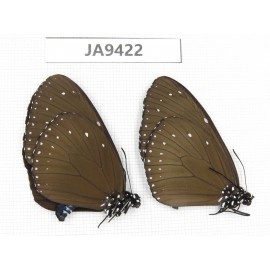 Euploea mulciber. China, Guangxi, Baise area, Pingguo county. 2M. JA9422.