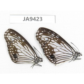 Parantica aglea. China, Guangxi, Baise area, Pingguo county. 2M. JA9423.