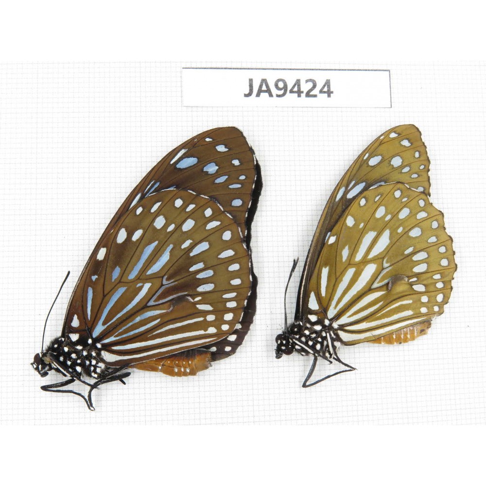 Tirumala sp. China, Guangxi, Baise area, Pingguo county. 2M. JA9424.