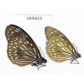Tirumala sp. China, Guangxi, Baise area, Pingguo county. 2M. JA9424.