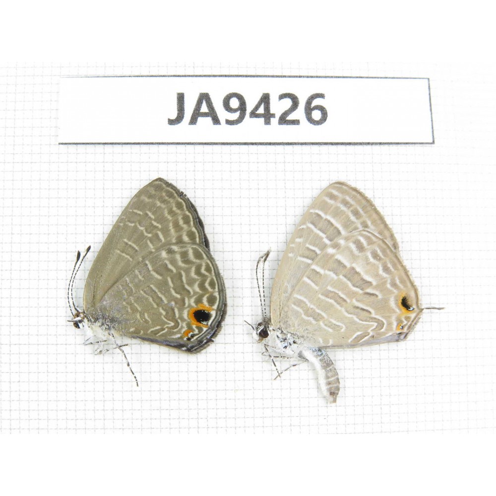 Jamides alecto & Anthene emolus. China, Guangxi, Baise area, Pingguo county. 2M. JA9426.
