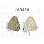 Jamides alecto & Anthene emolus. China, Guangxi, Baise area, Pingguo county. 2M. JA9426.