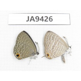 Jamides alecto & Anthene emolus. China, Guangxi, Baise area, Pingguo county. 2M. JA9426.