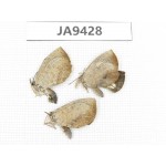 Miletus mallus. China, Guangxi, Baise area, Pingguo county. 2M. JA9428.