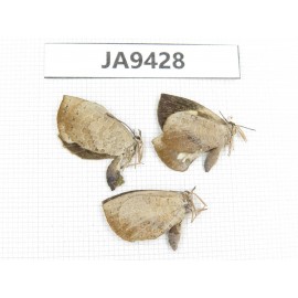 Miletus mallus. China, Guangxi, Baise area, Pingguo county. 2M. JA9428.