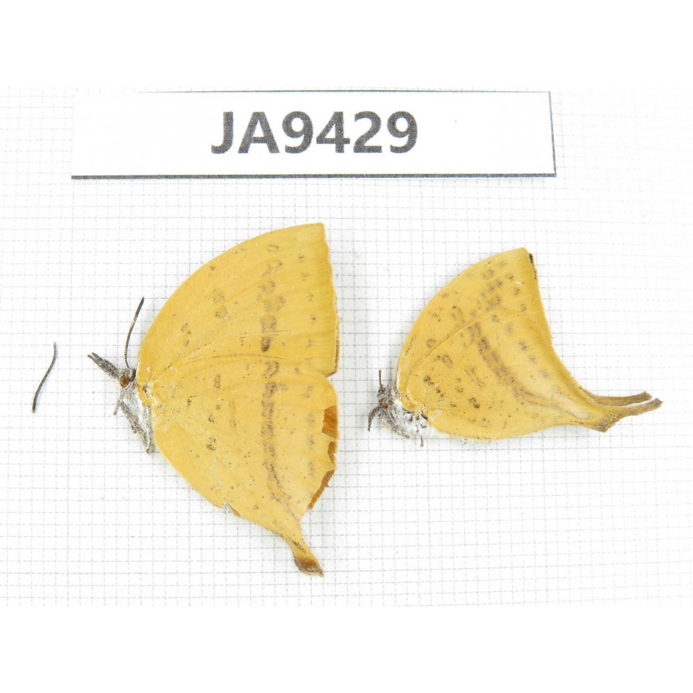 Loxura atymnus. China, Guangxi, Baise area, Pingguo county. 2M. JA9429.