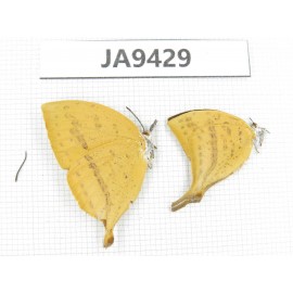 Loxura atymnus. China, Guangxi, Baise area, Pingguo county. 2M. JA9429.