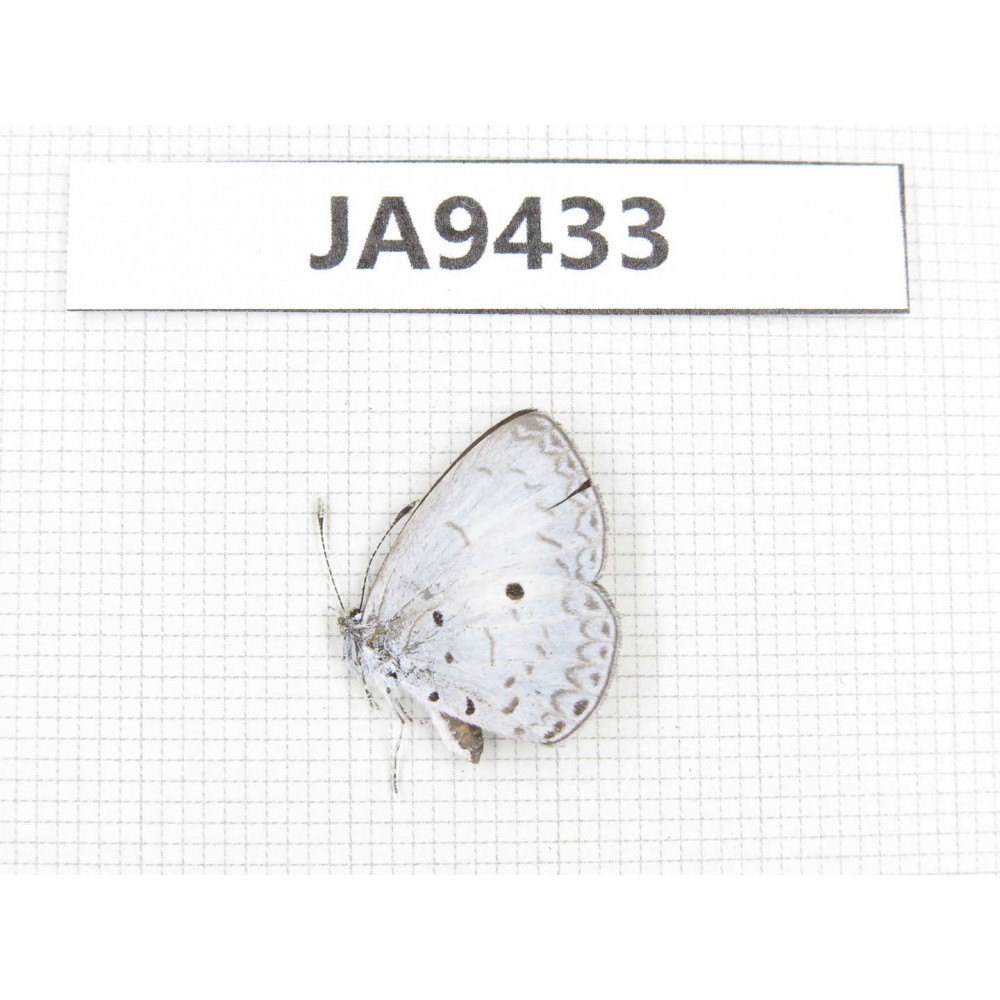Celastrina sp. China, Guangxi, Baise area, Pingguo county. 1M. JA9433.